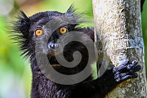 Black lemur Ã¢â¬â male Eulemur macaco photo